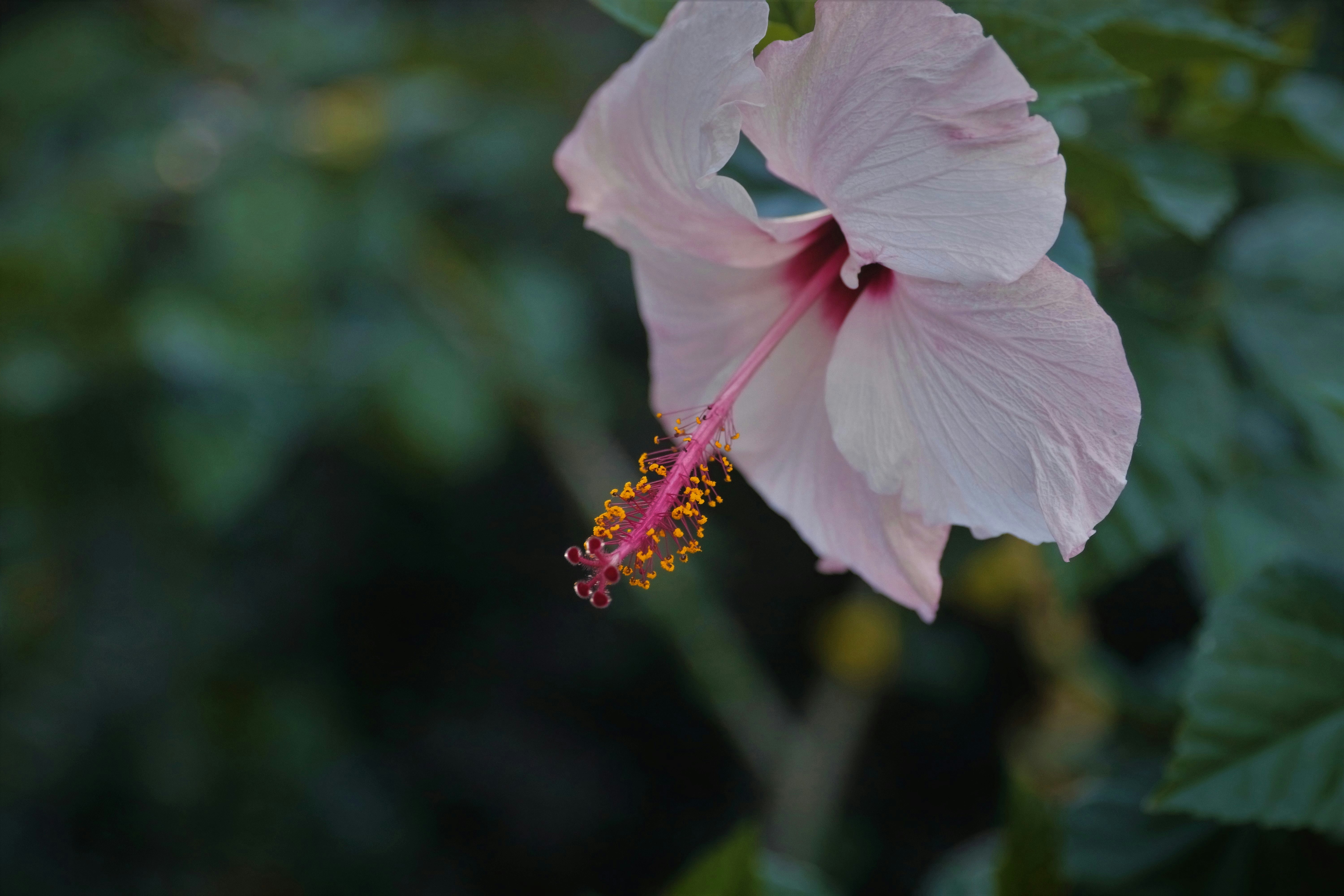 Photo by luizabraun
