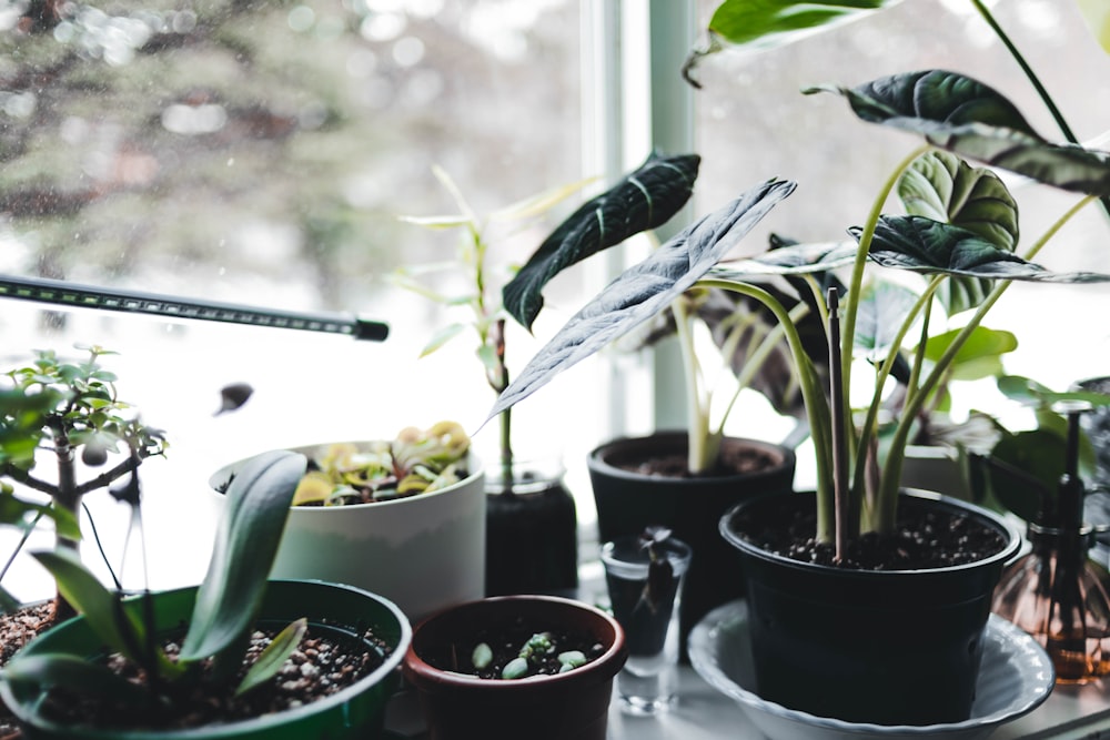 a window sill filled with potted plants next to a window