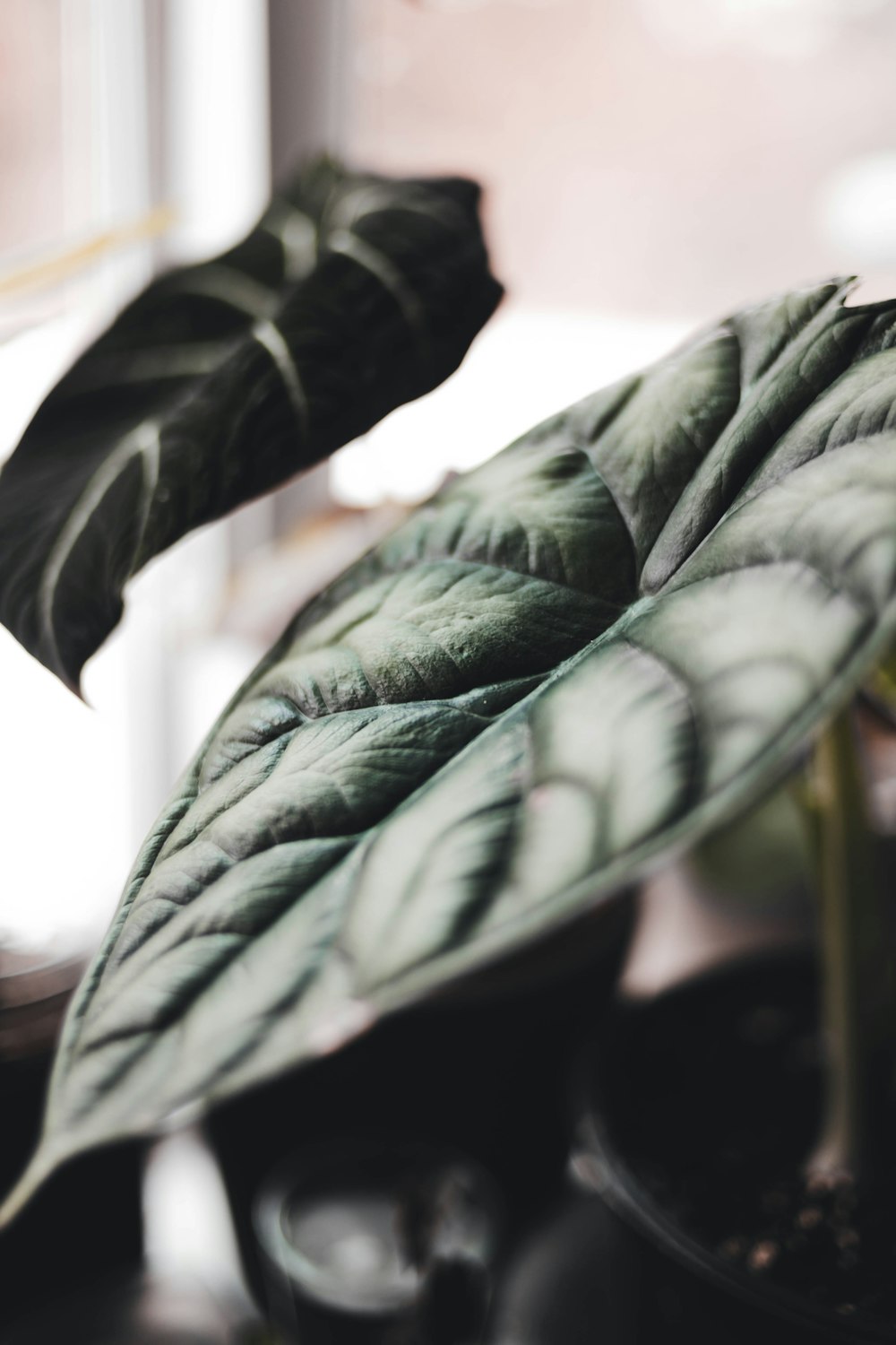 a close up of a green leaf on a plant