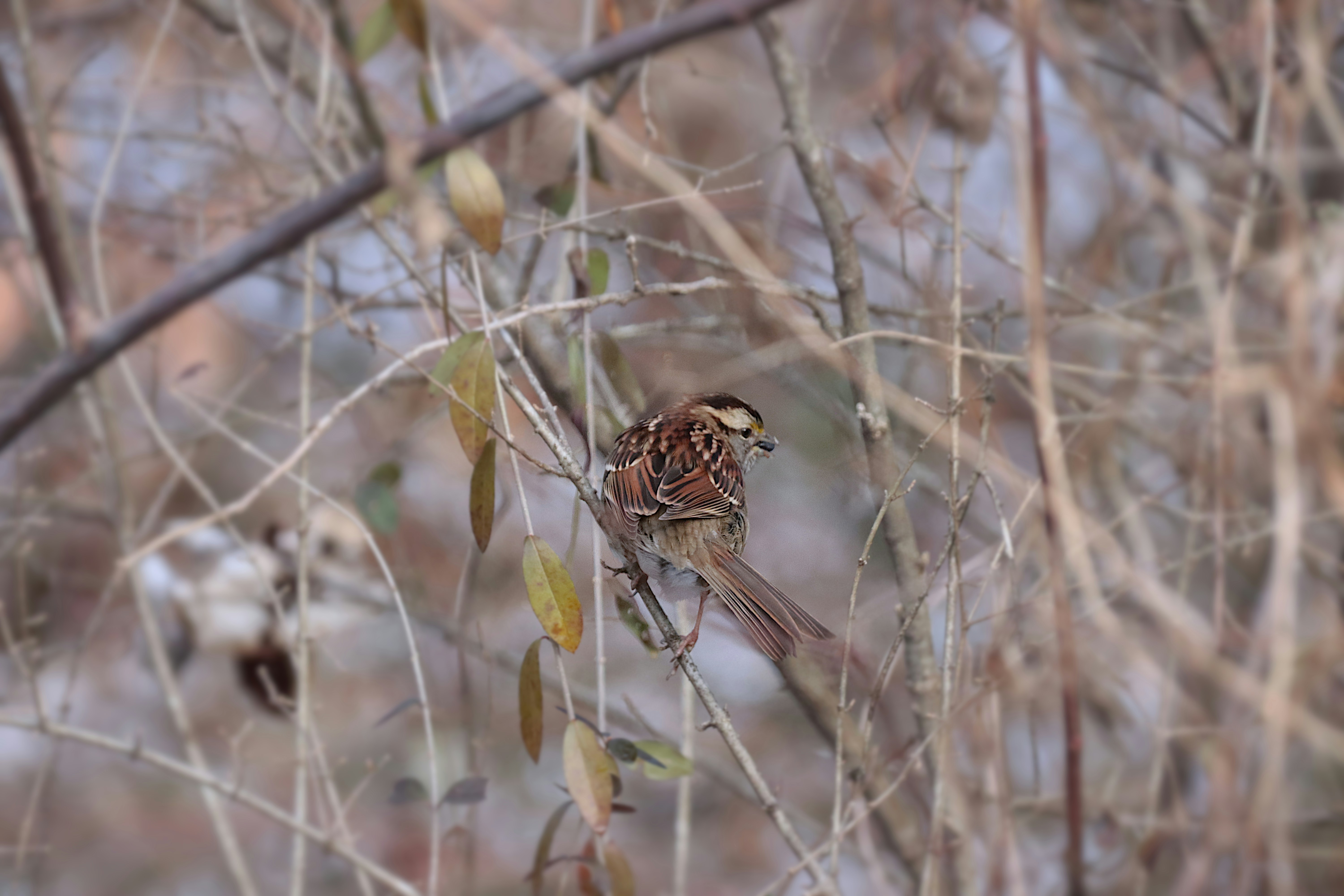 Photo by sabramczyk