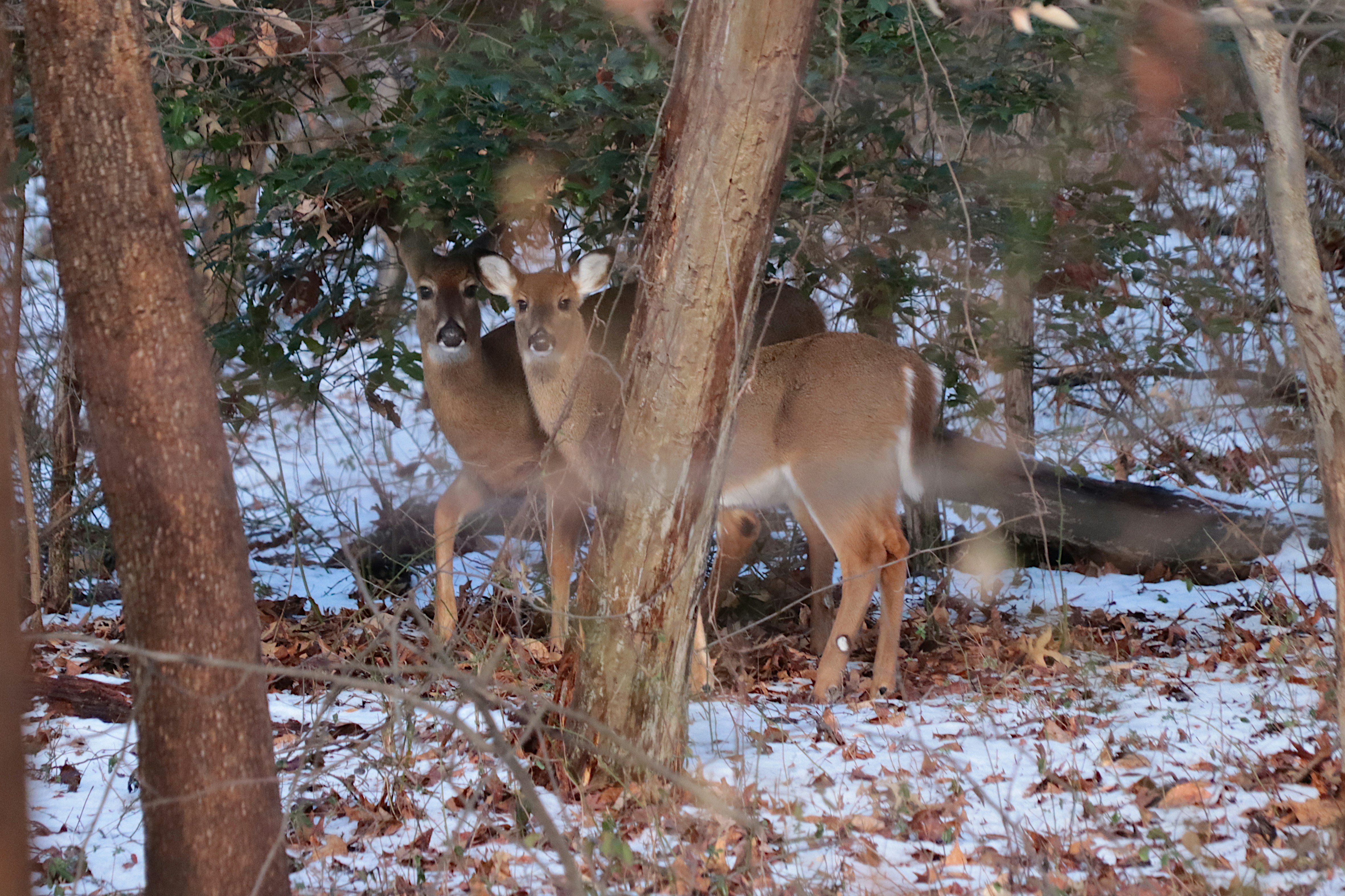 a couple of deer standing next to each other in a forest