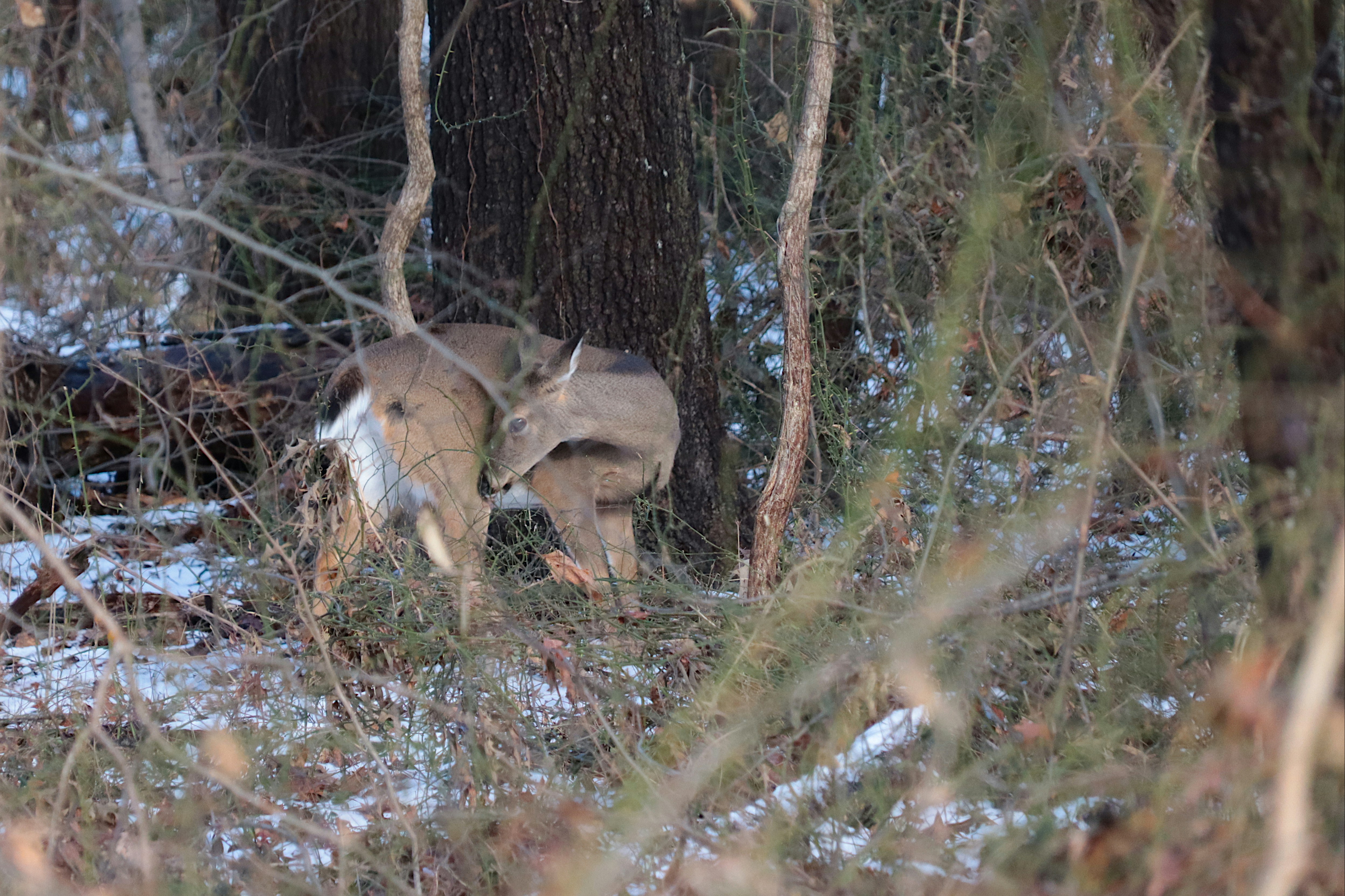 a couple of deer standing next to each other in a forest