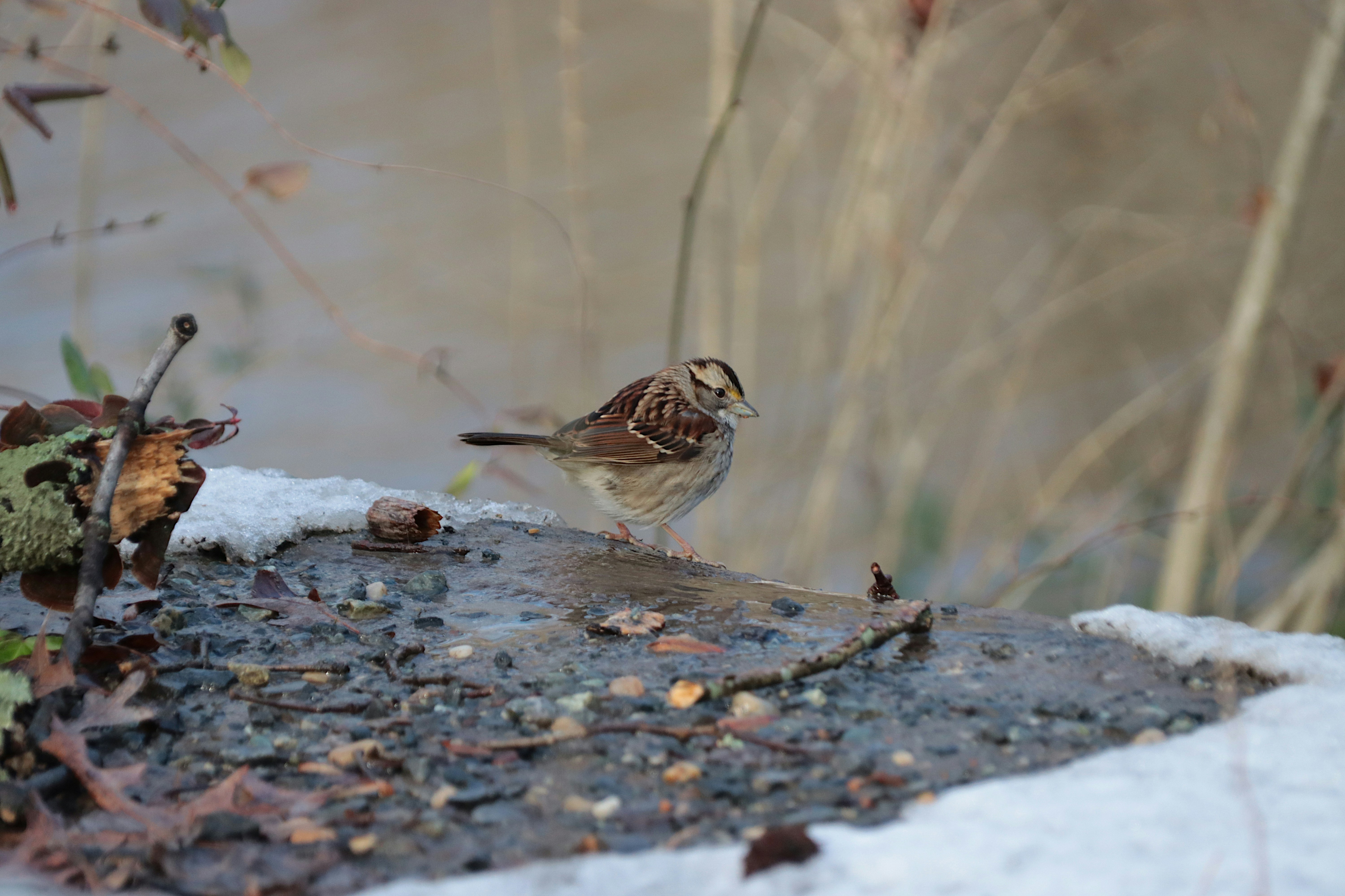 a small bird standing on top of a snow covered ground