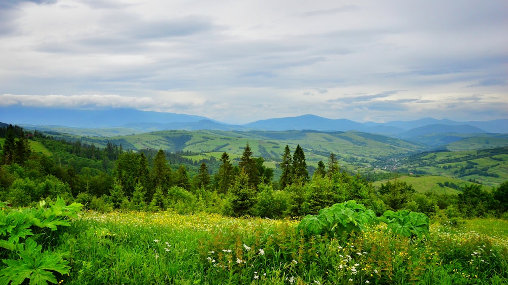 a lush green hillside covered in lots of trees