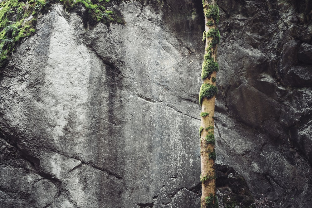 a close up of a rock