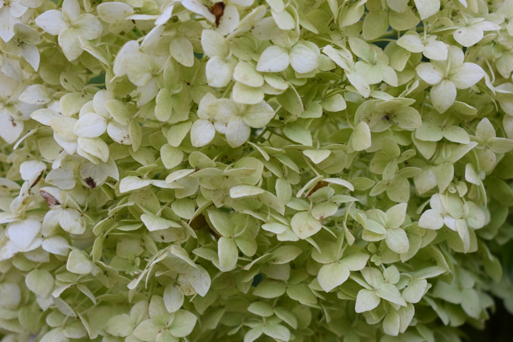 a close up of a bunch of white flowers