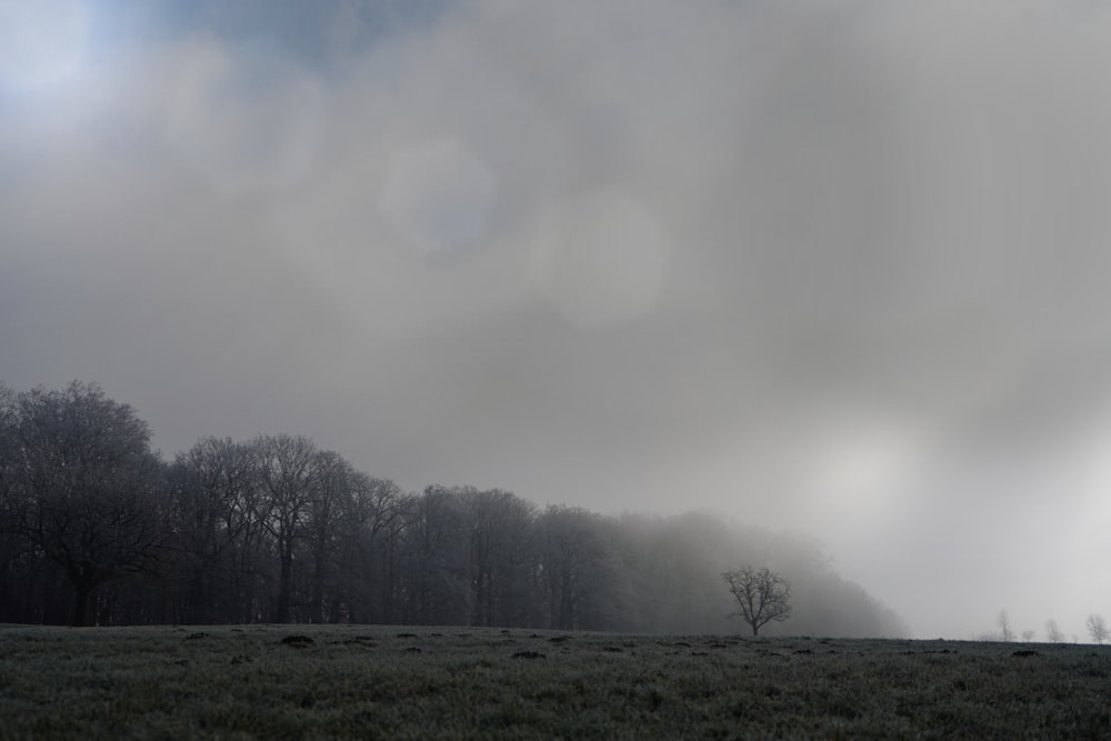 a foggy field with trees in the distance