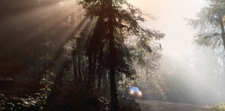a car driving through a forest on a foggy day
