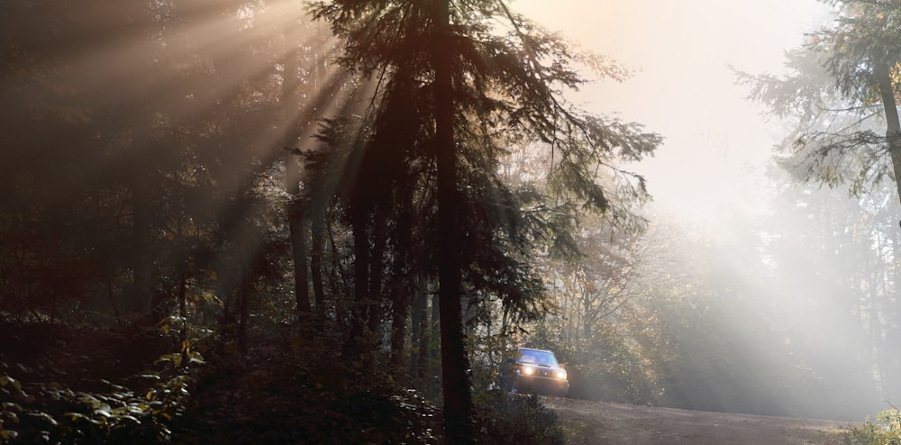 a car driving through a forest on a foggy day