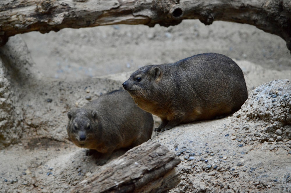 a couple of animals that are sitting on some rocks