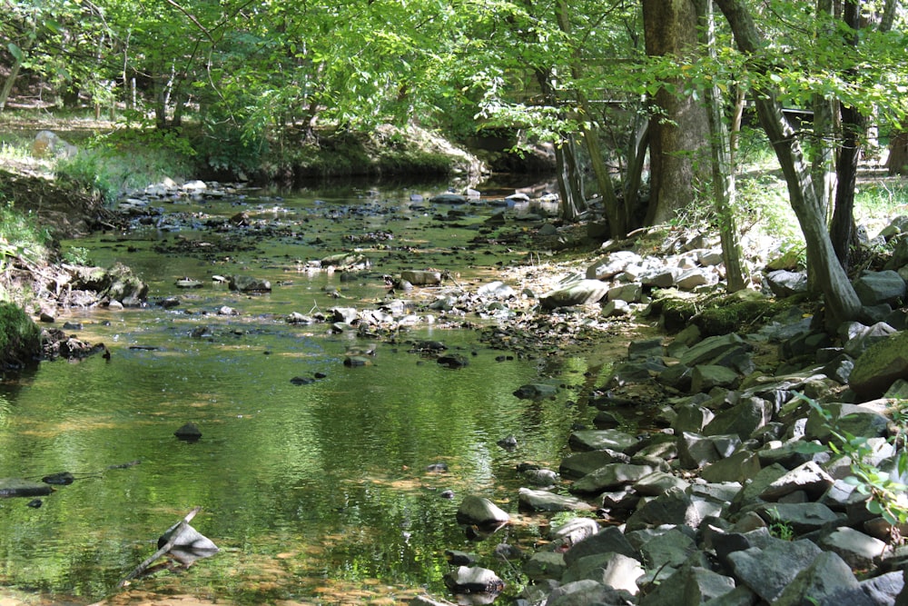 a stream running through a lush green forest