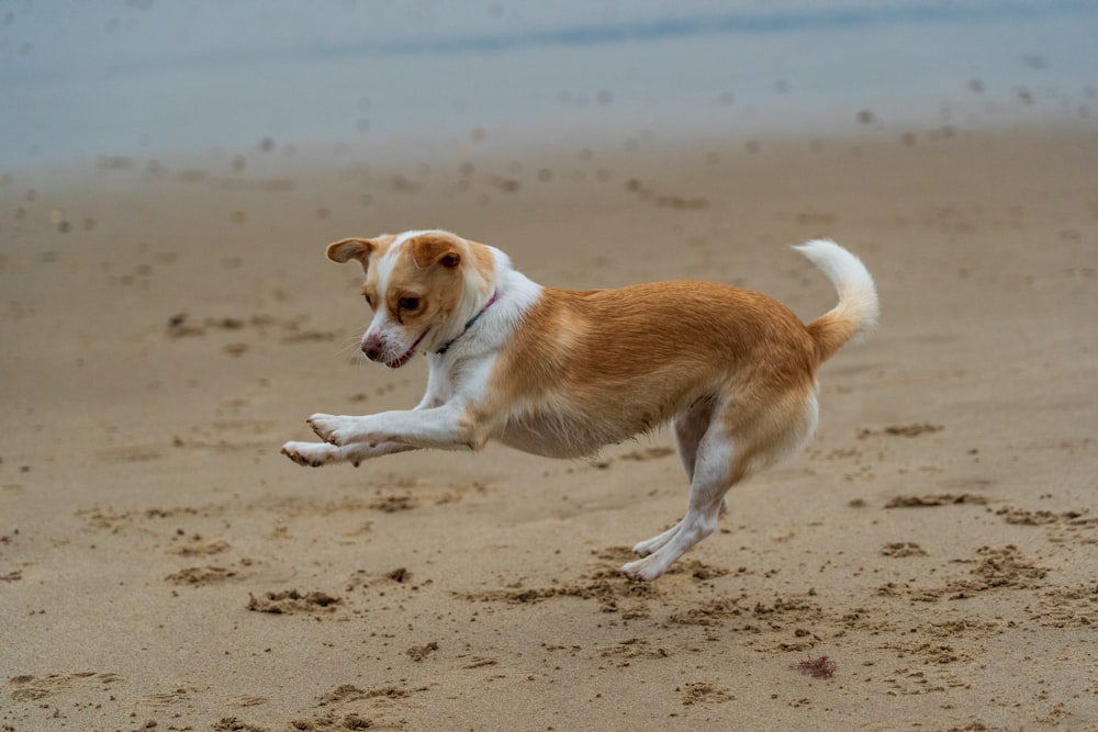 a brown and white dog running across a sandy beach
