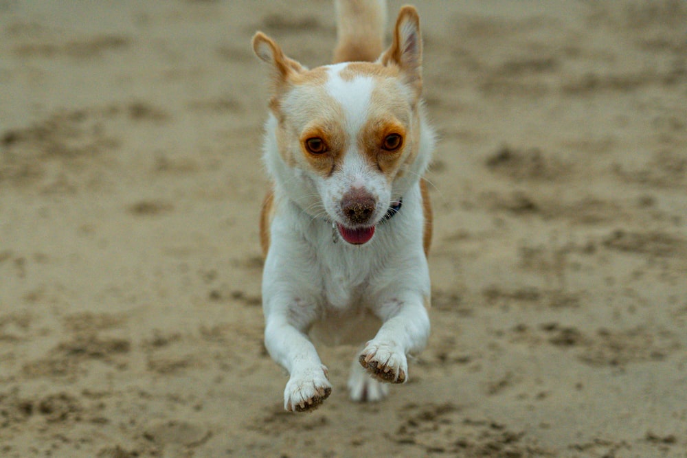 a small brown and white dog jumping in the air