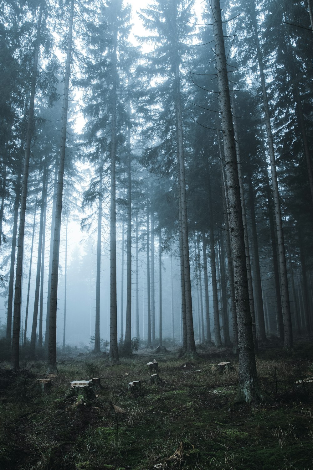 a forest filled with lots of tall trees