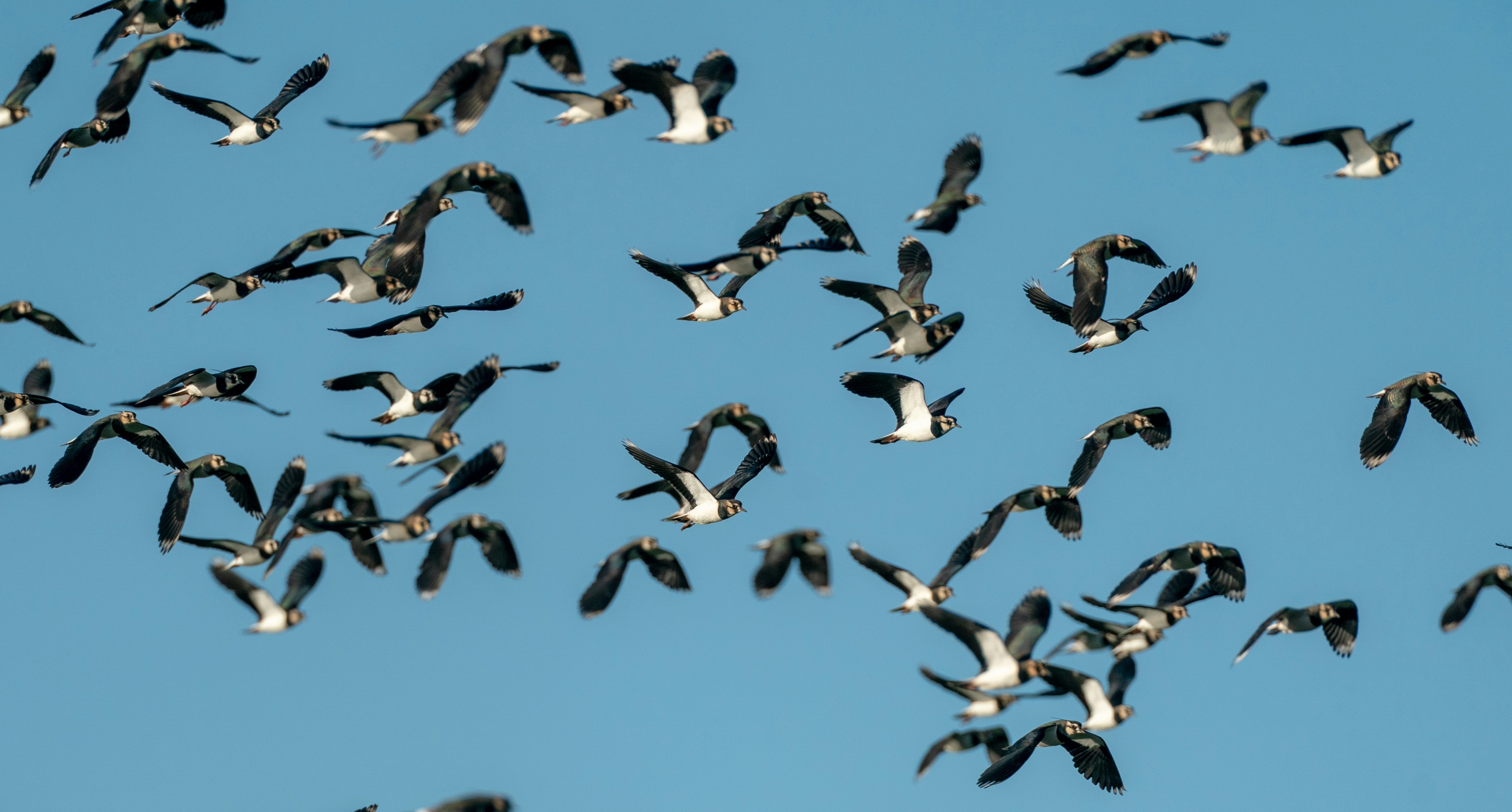 The Mystery That Puzzled Scientists for Decades (image credits: unsplash)