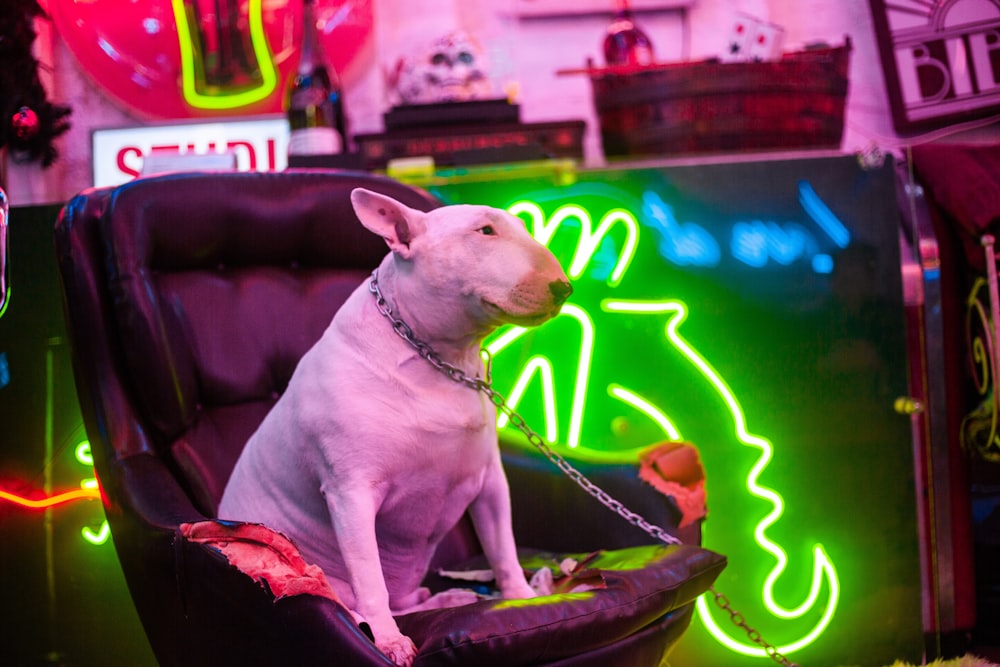 a white dog sitting in a black chair