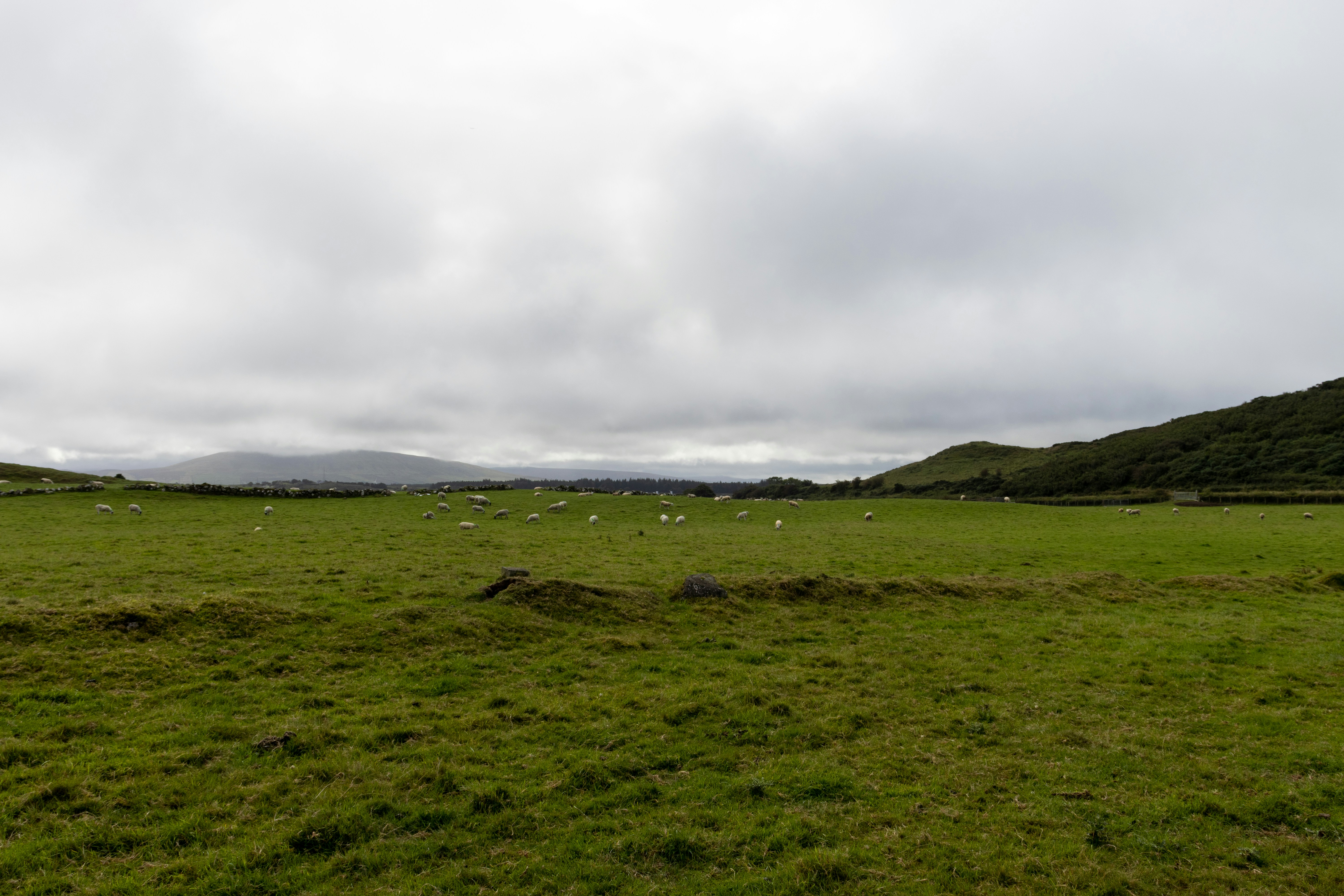 a grassy field with sheep grazing in the distance