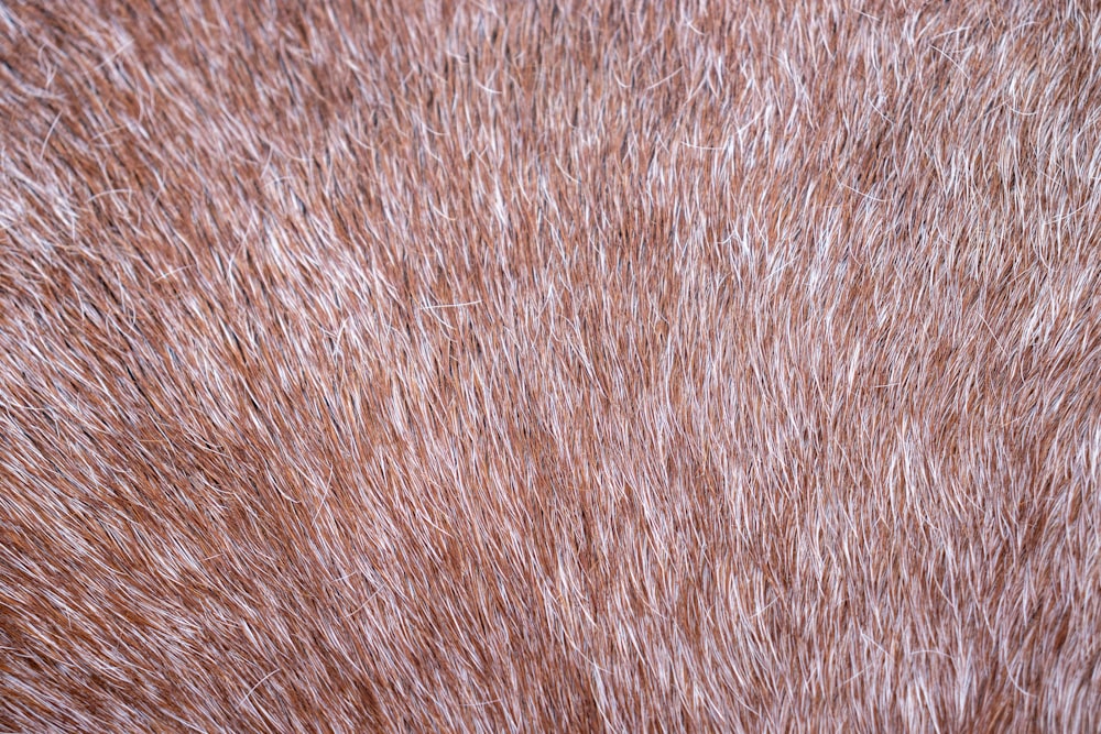 a close up of a brown and white fur texture