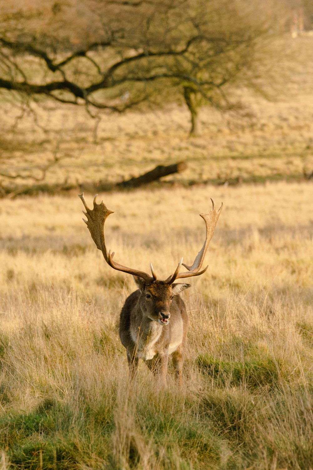 a deer with large antlers walking through a field