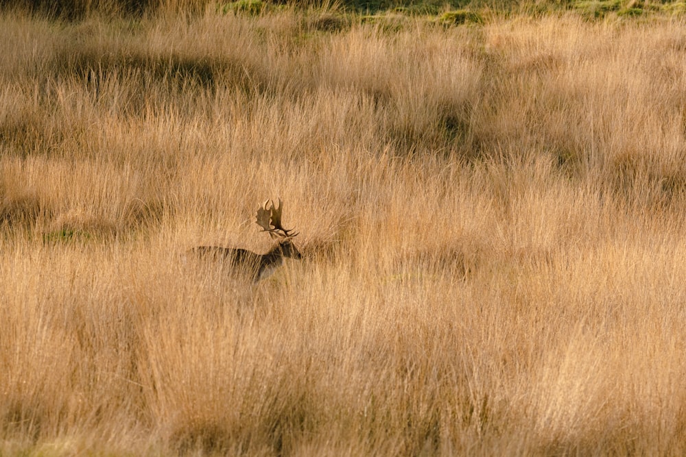 a deer is standing in a field of tall grass