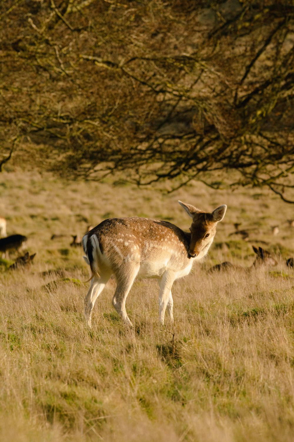 a small deer standing in a grassy field