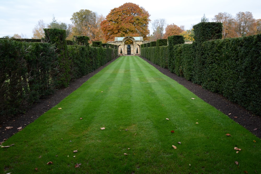 a long green lawn with hedges and a building in the background