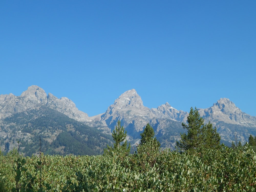 a mountain range with trees and bushes in the foreground