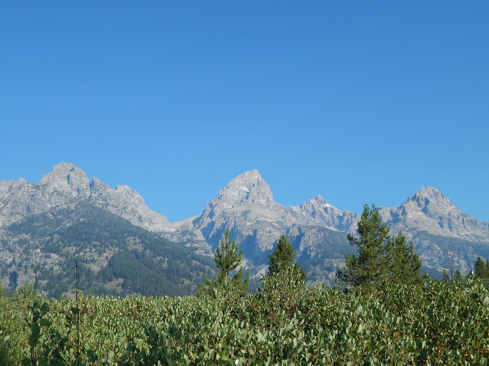 Une chaîne de montagnes avec des arbres et des buissons au premier plan