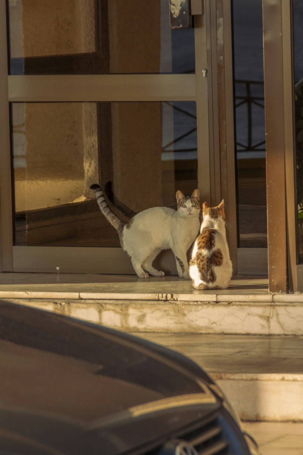 a couple of cats standing next to each other