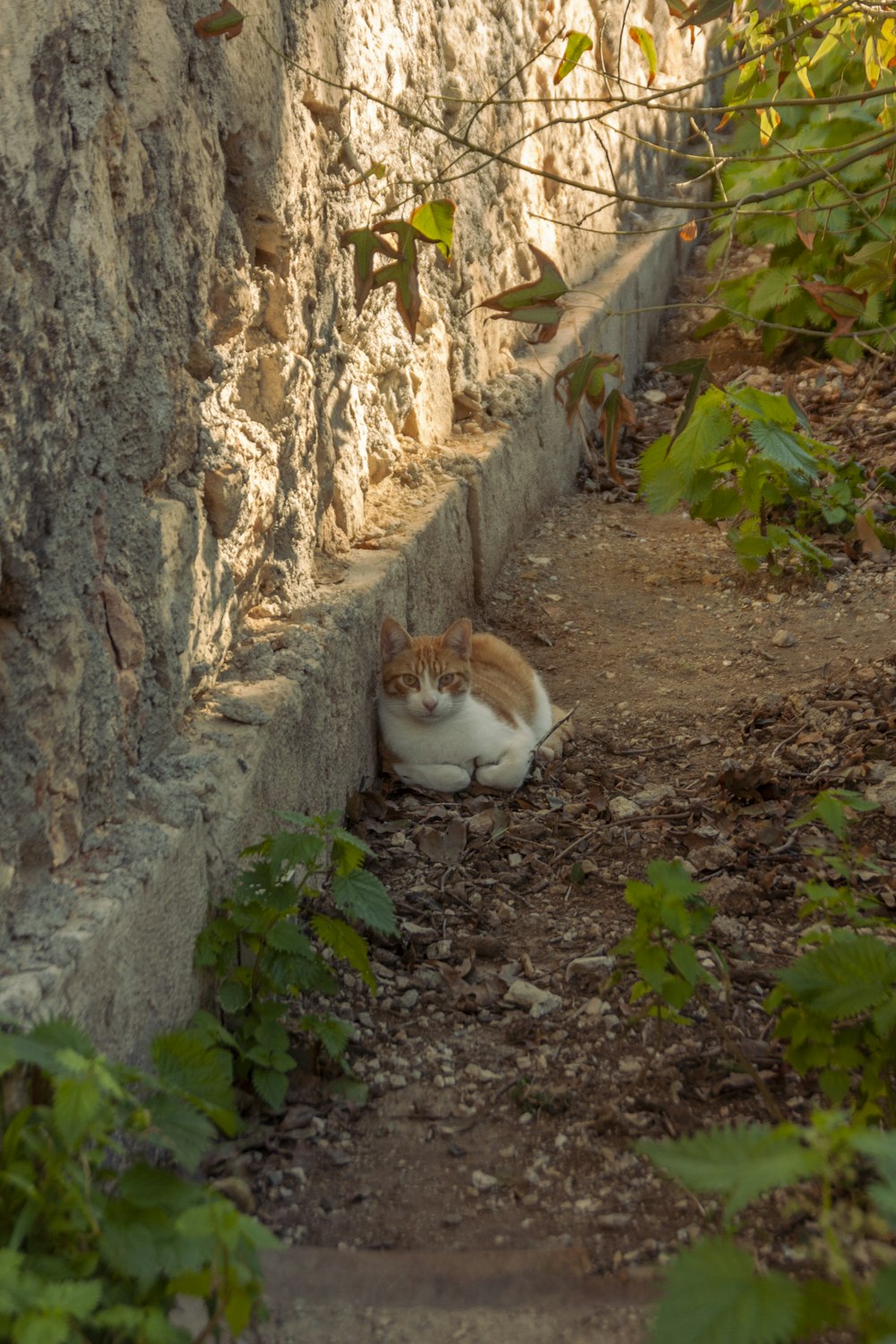 a cat that is laying down on the ground