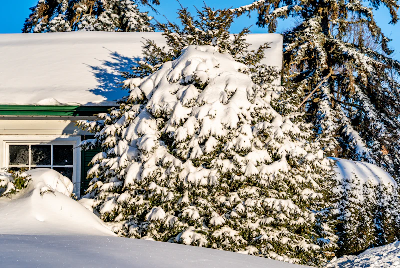 House and tree covered in snow after a winter storm
