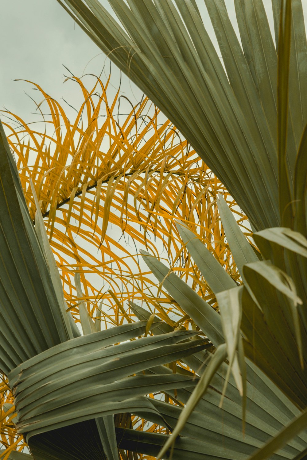 a close up of a palm tree with yellow leaves