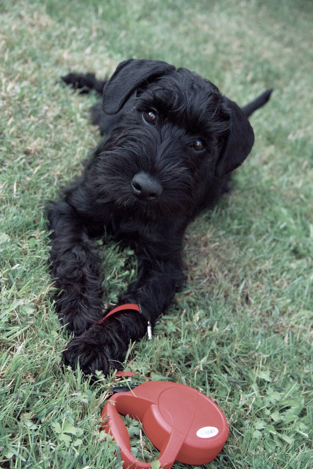 a black dog laying on top of a lush green field