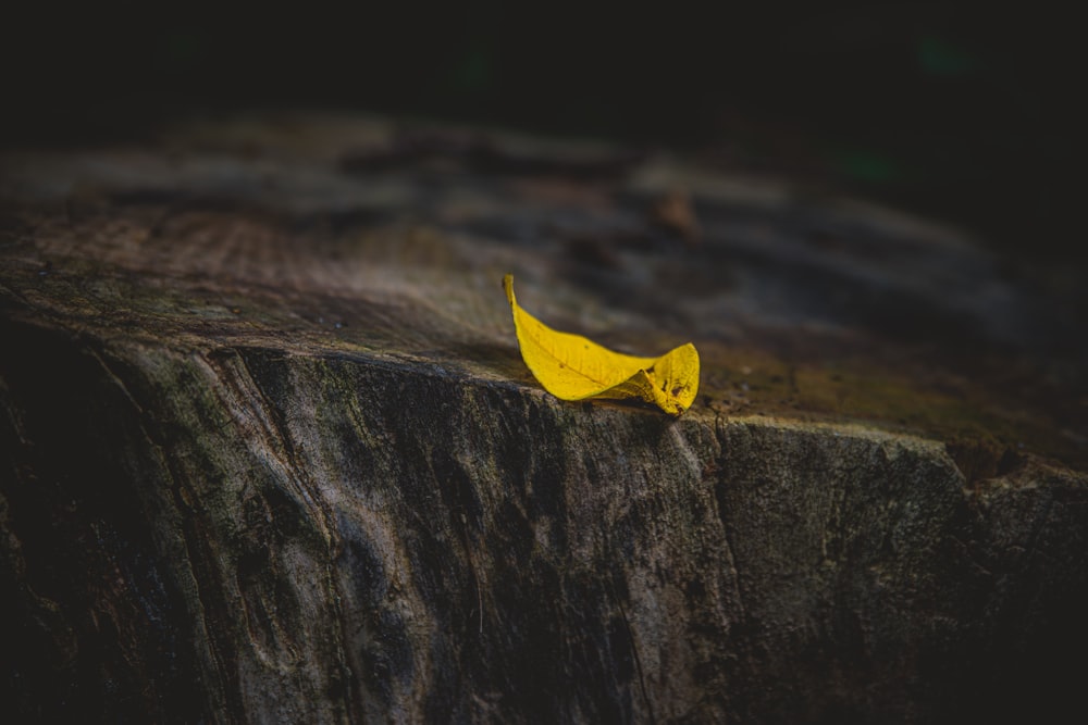 a banana peel sitting on top of a tree stump