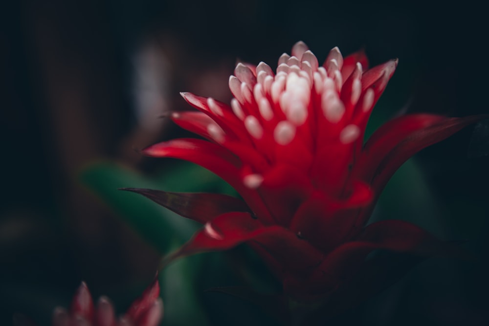 a close up of a red and white flower