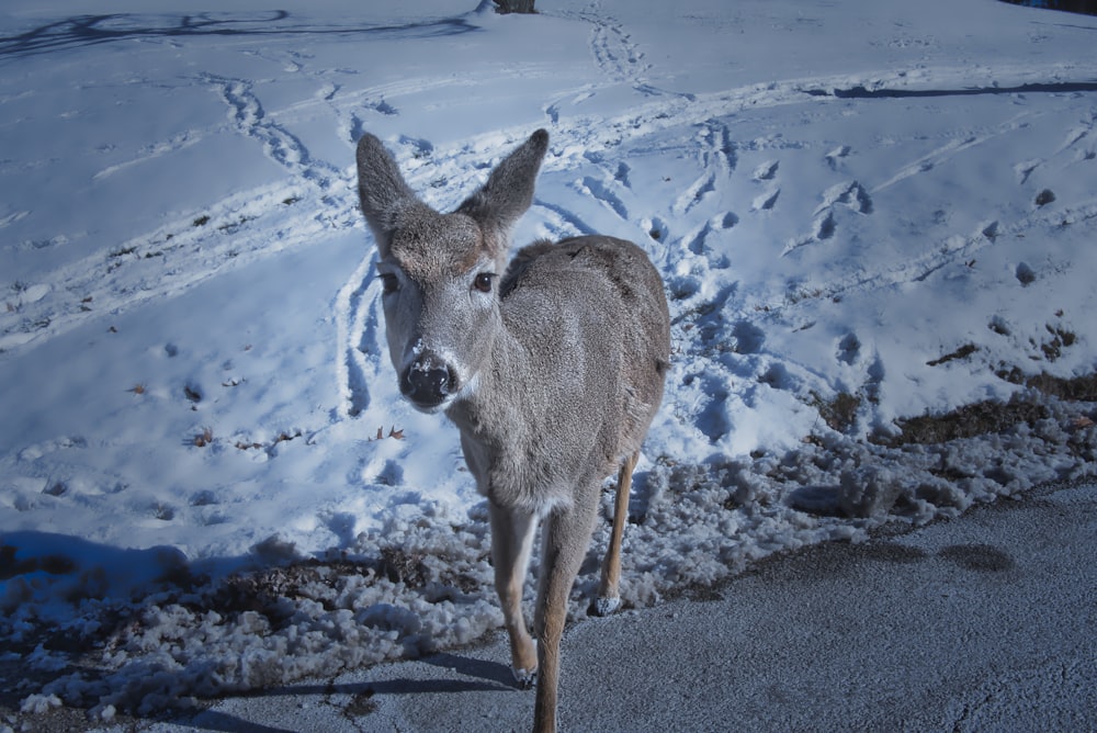 a deer standing in the middle of a snow covered field