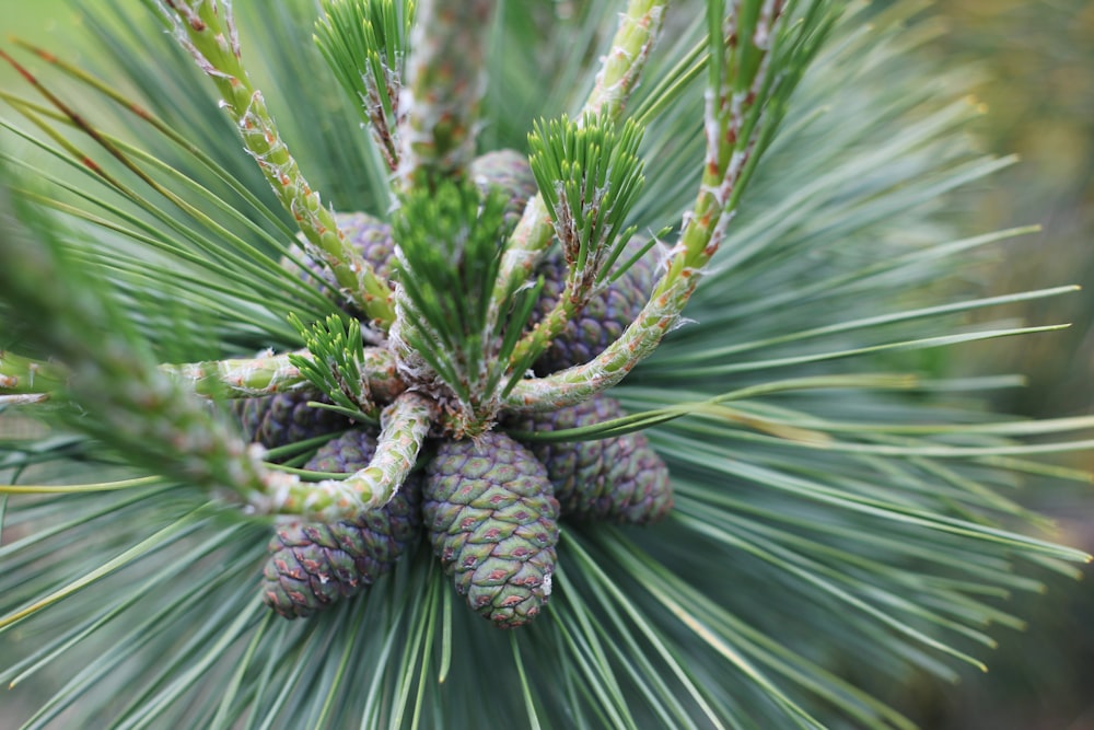 a close up of a pine tree with cones