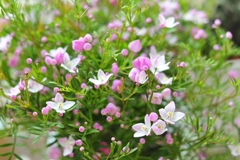a bunch of small pink and white flowers