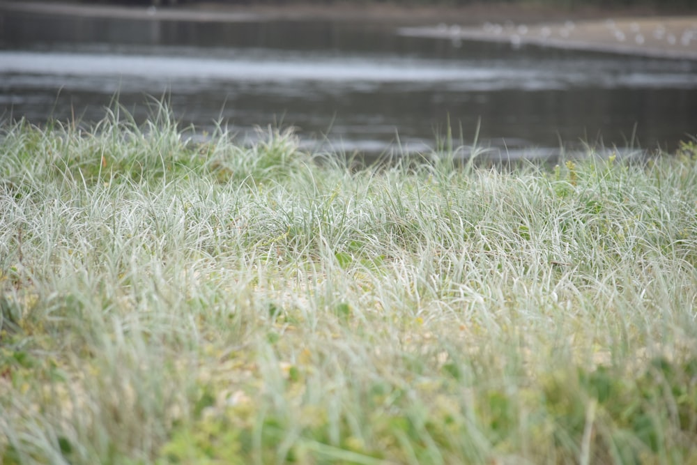 a field with grass and water in the background