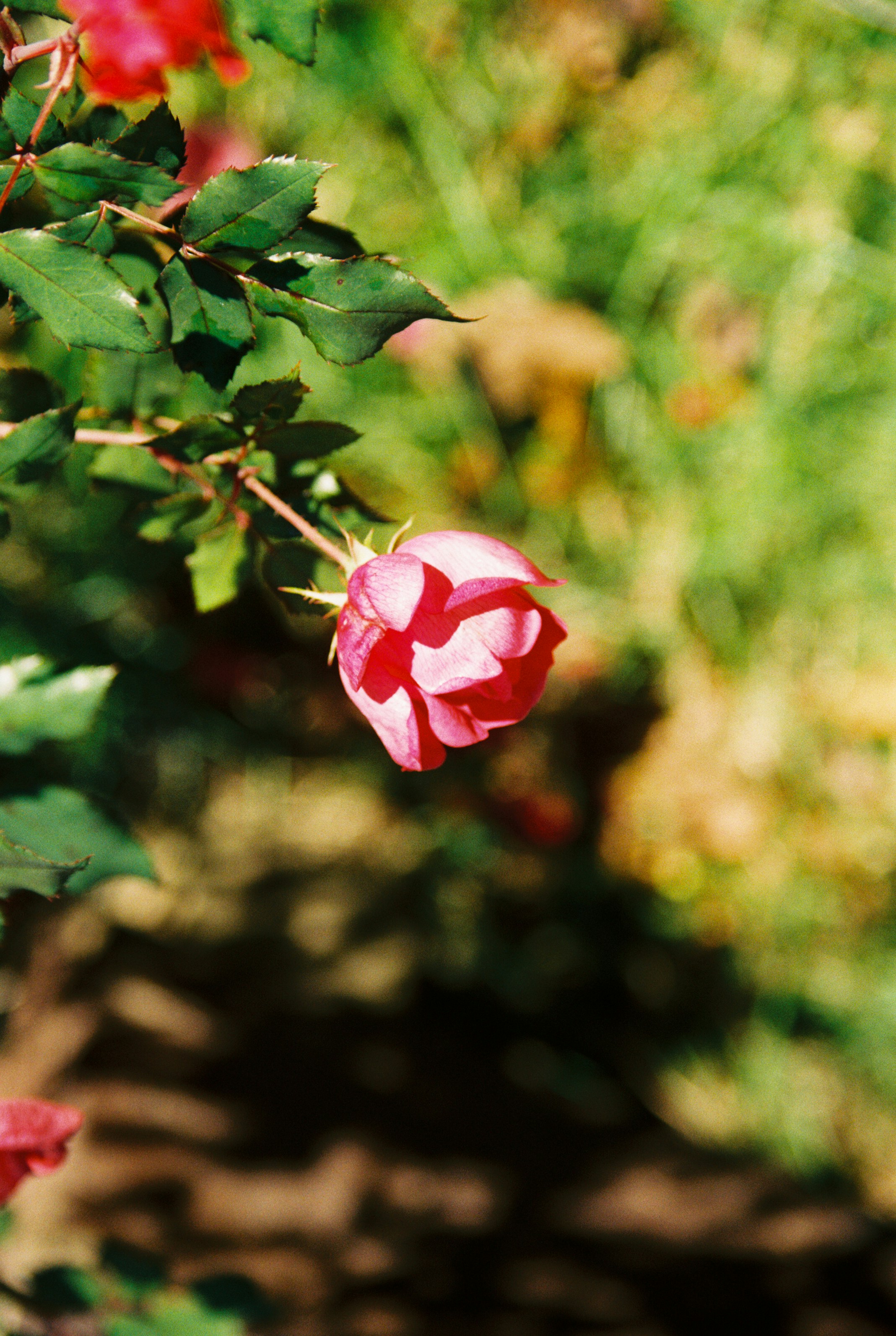 Photo by iceage26