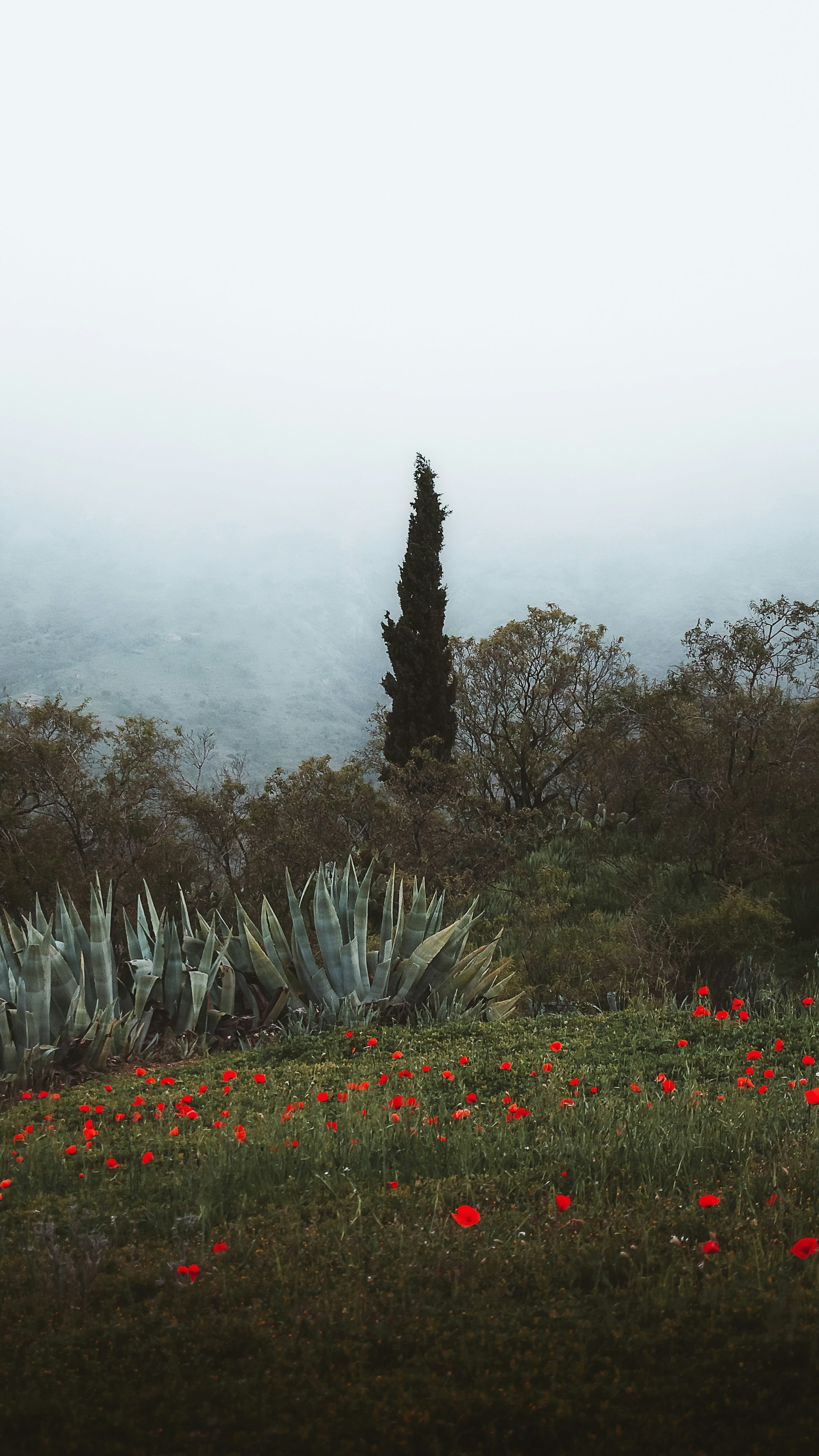 Photo by mohamedboukabouz