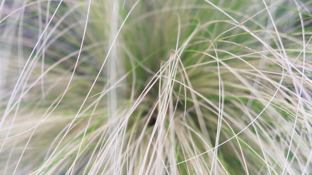 a close up of a plant with long thin grass