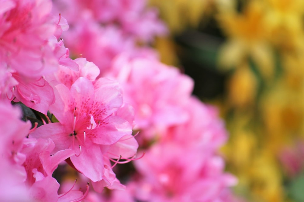 a bunch of pink flowers that are in a vase