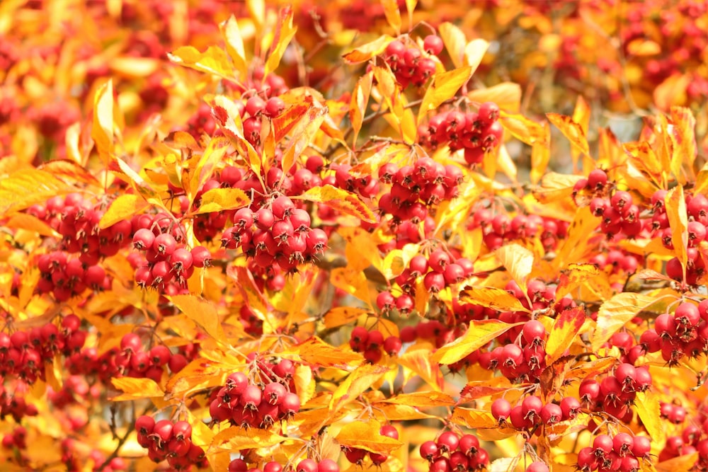 a bush with red berries and yellow leaves