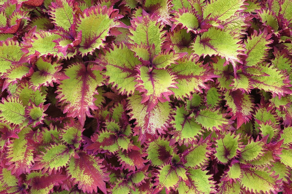 a close up of a bunch of plants