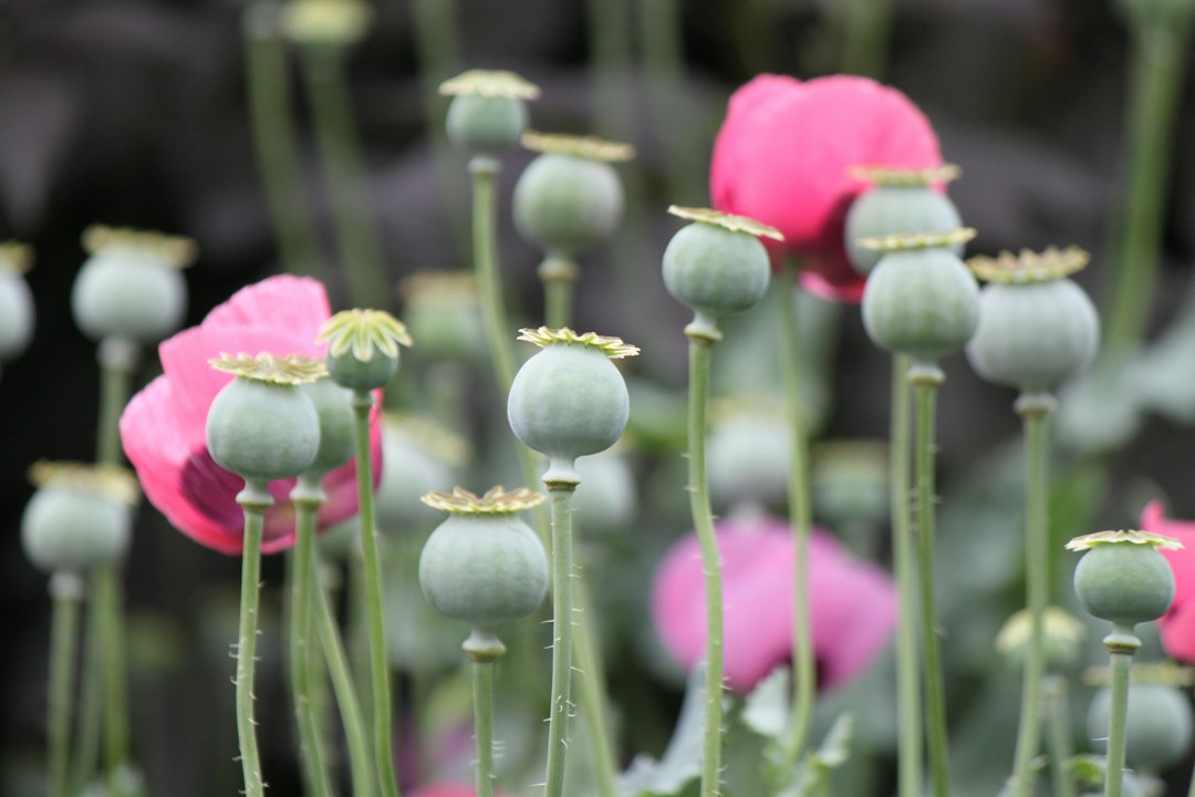 seed pods closeup