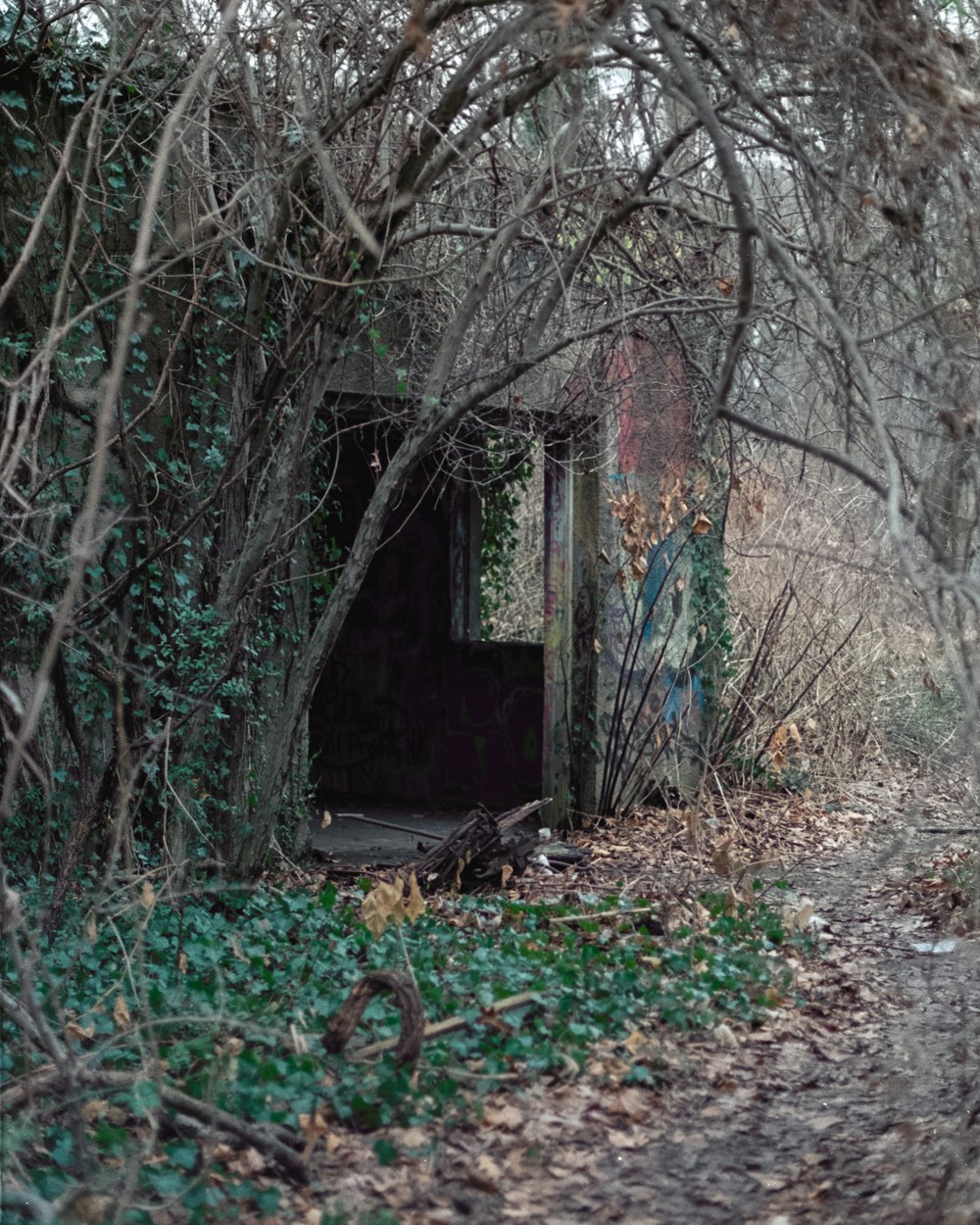 a run down outhouse in the middle of a forest