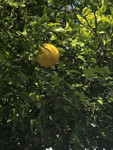 Close-up of bright, ripe tropical fruits hanging on trees under sunlight