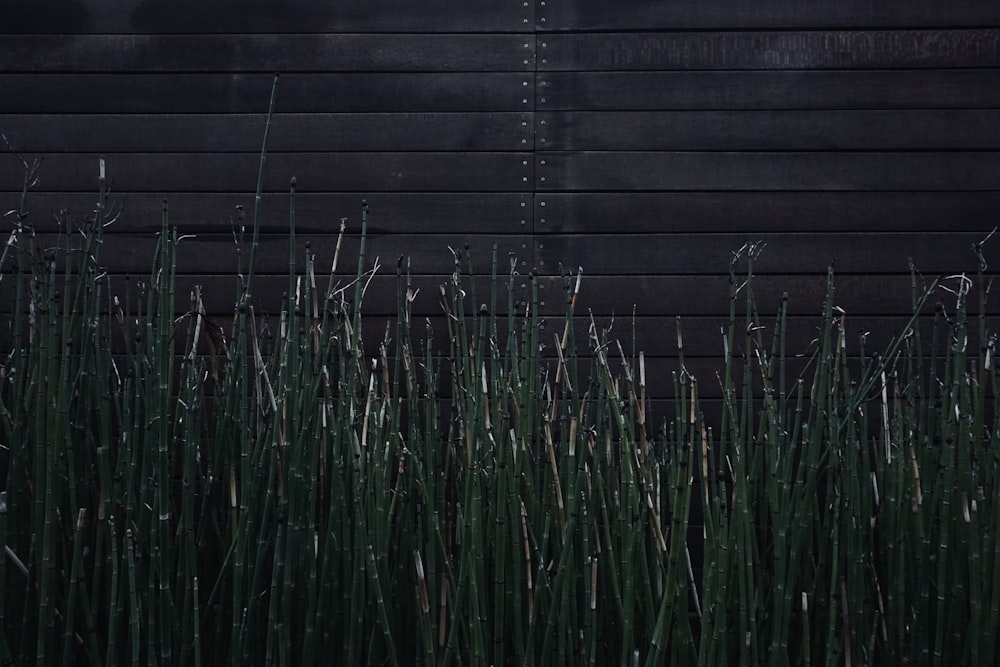 a black building with tall grass in front of it