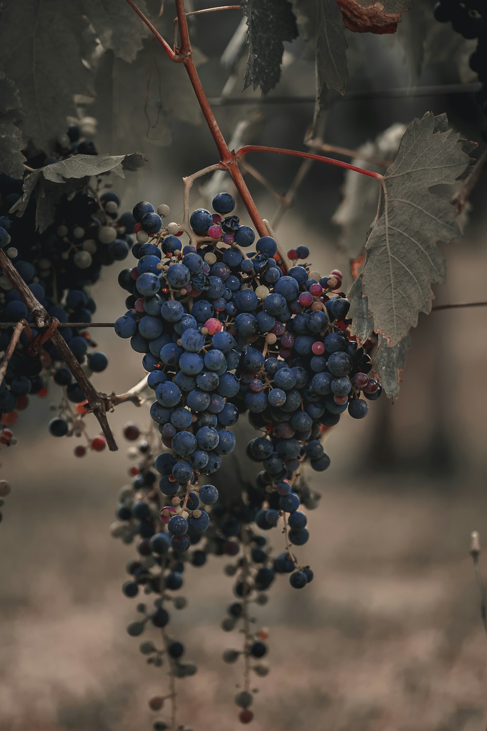 a bunch of grapes hanging from a vine